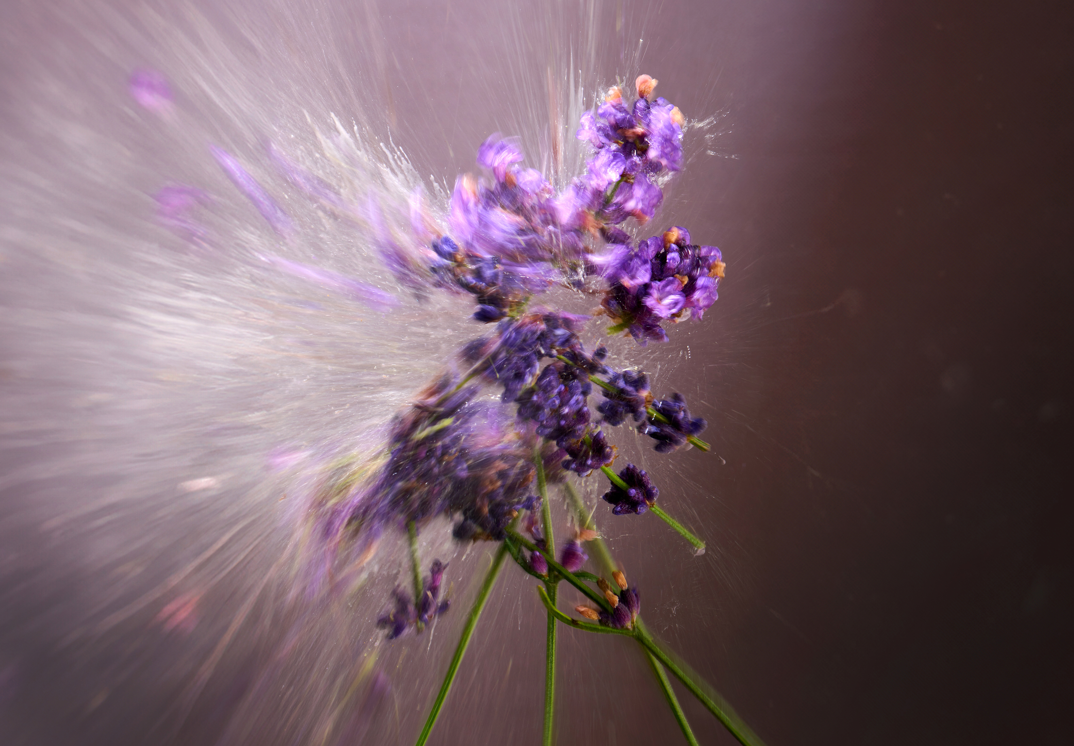 Exploding Lavender